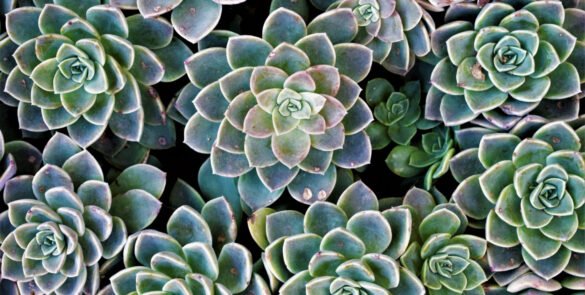 Aménagement paysager pour climat sec : plantes, matériaux et astuces